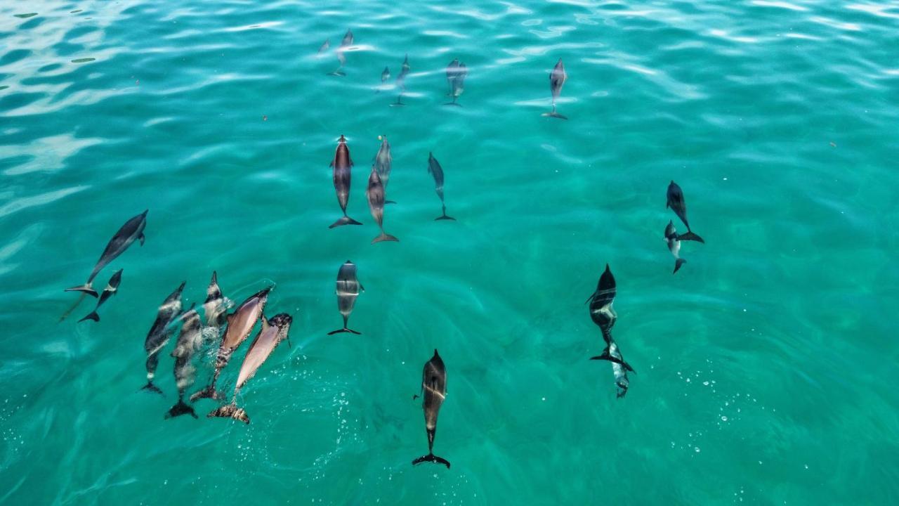 Superbe Bord De Mer, Acces Lagon Et Piscine Privee Paea Ngoại thất bức ảnh