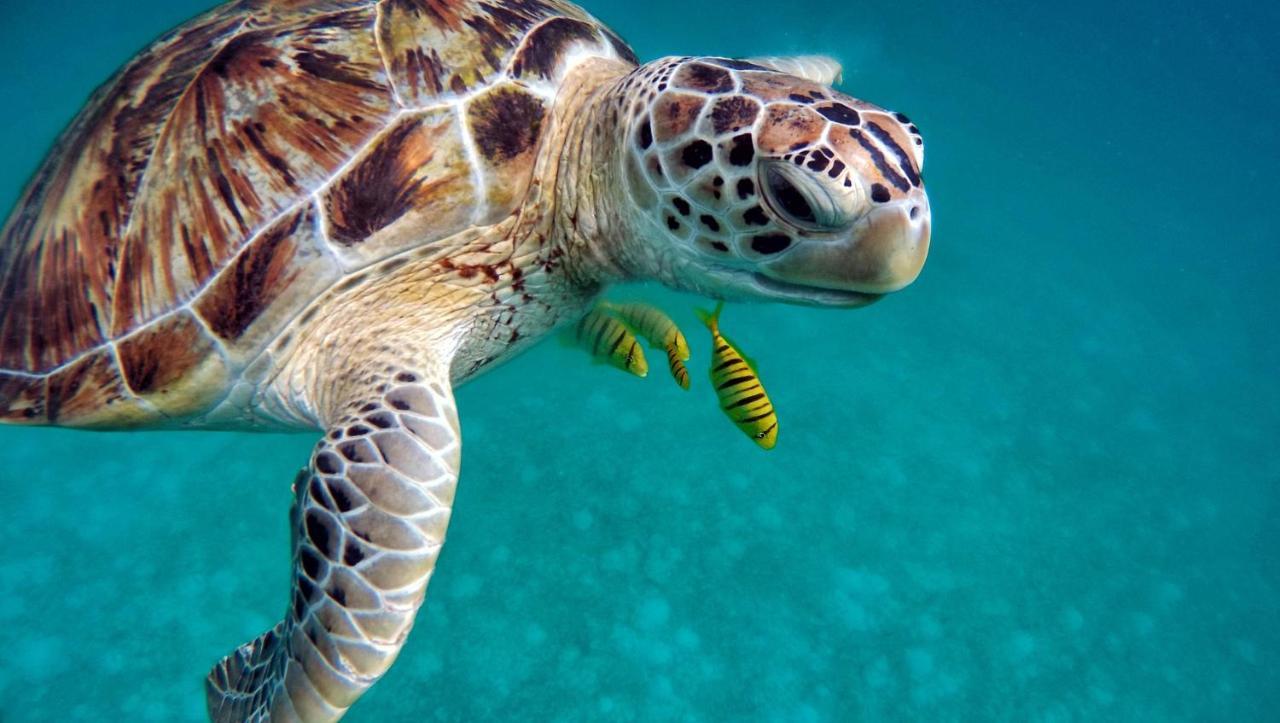 Superbe Bord De Mer, Acces Lagon Et Piscine Privee Paea Ngoại thất bức ảnh